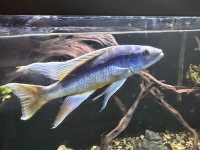 (Price reduced )Showtank stock sale
