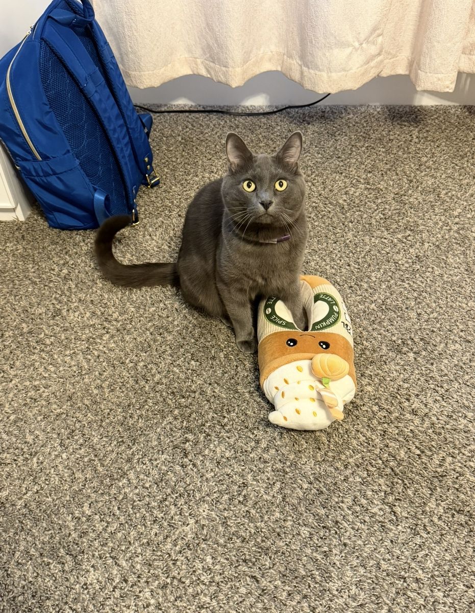 Sweet & Cuddly 6-Year-Old Lap Cat Needs Loving Home