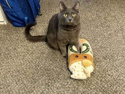 Sweet & Cuddly 6-Year-Old Lap Cat Needs Loving Home