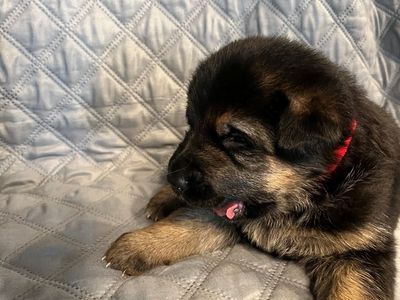 Purebred German Shepherd Puppies