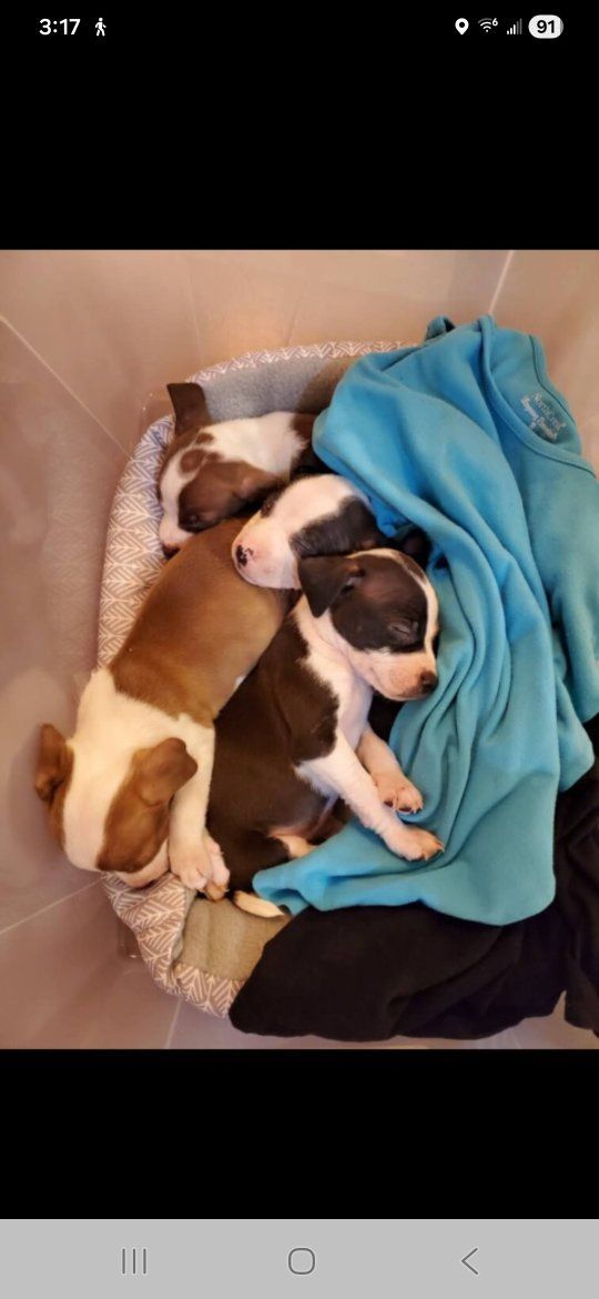 Unexpected Litters, Pregnant Moms & Orphaned Babies