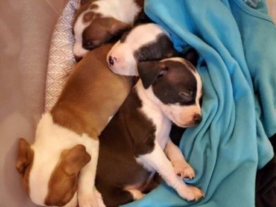 Unexpected Litters, Pregnant Moms & Orphaned Babies