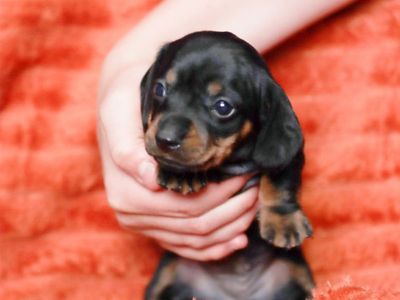 Purebred Mini Dachshund