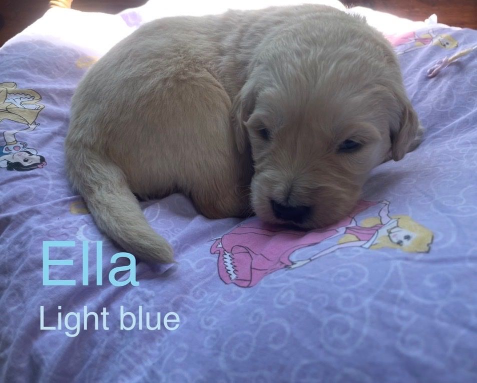 Golden retriever puppies