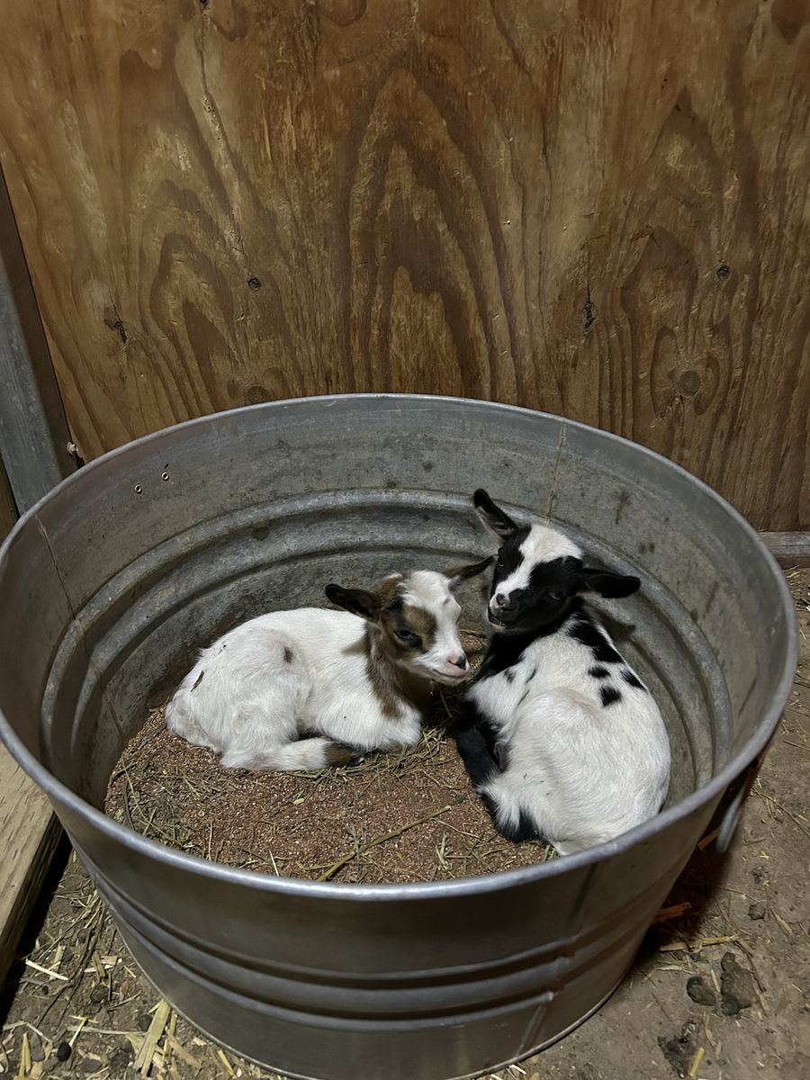 Pygmy/ mini fainter bucklings