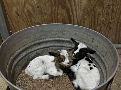 Pygmy/ mini fainter bucklings