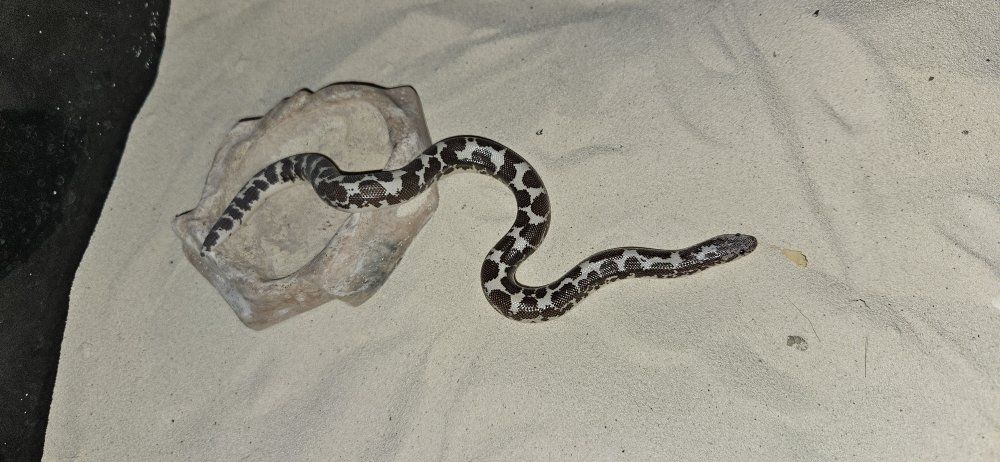 Sand Boa
