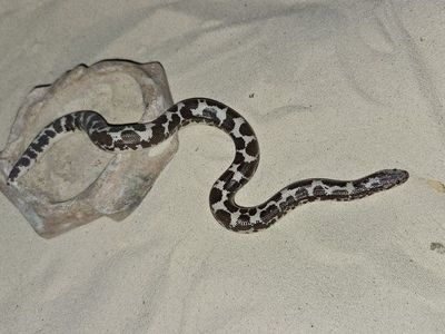 Sand Boa