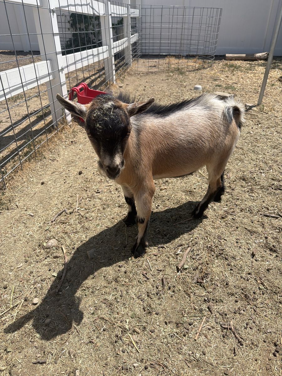 Friendly 8-Month-Old Nigerian Dwarf Goat Buck For Sale