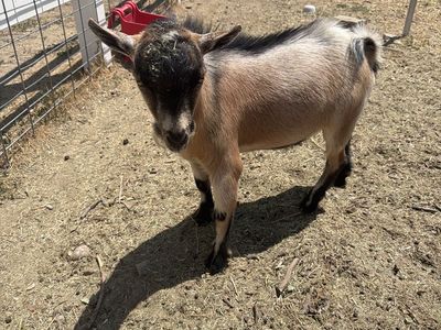 Friendly 8-Month-Old Nigerian Dwarf Goat Buck For Sale