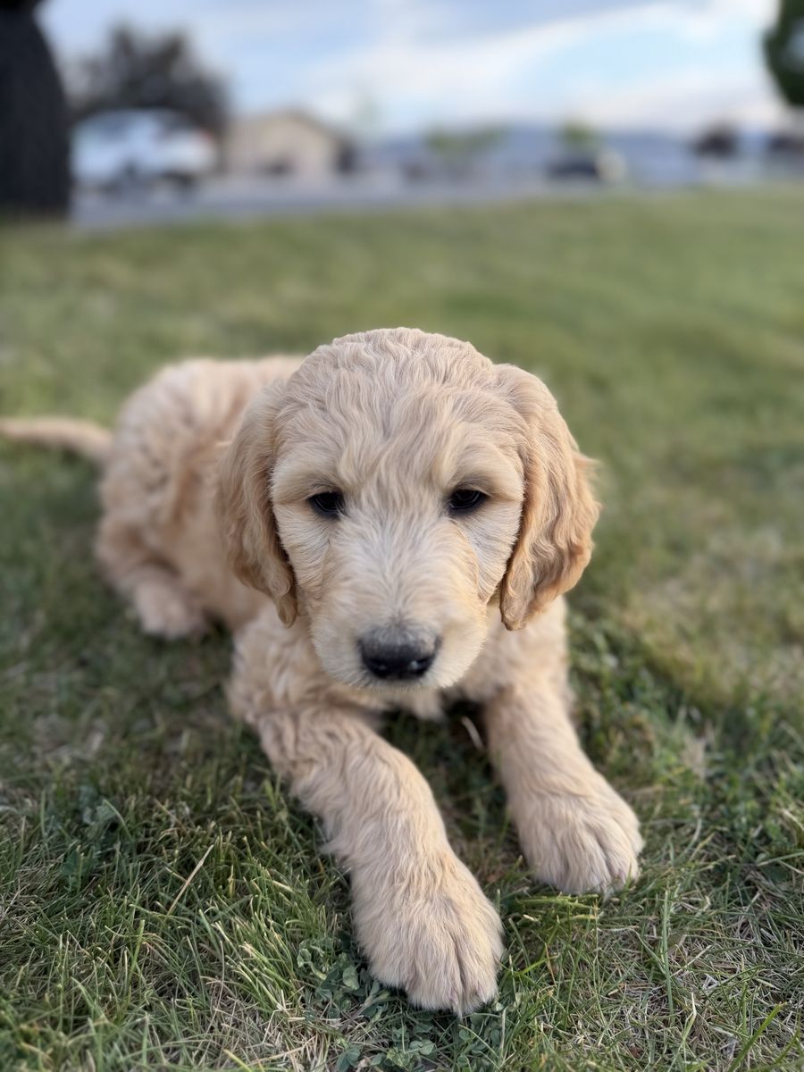 Father’s Day Super Special/Golden Doodle Puppies