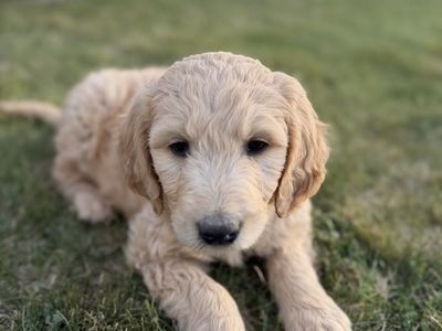 Father’s Day Super Special/Golden Doodle Puppies