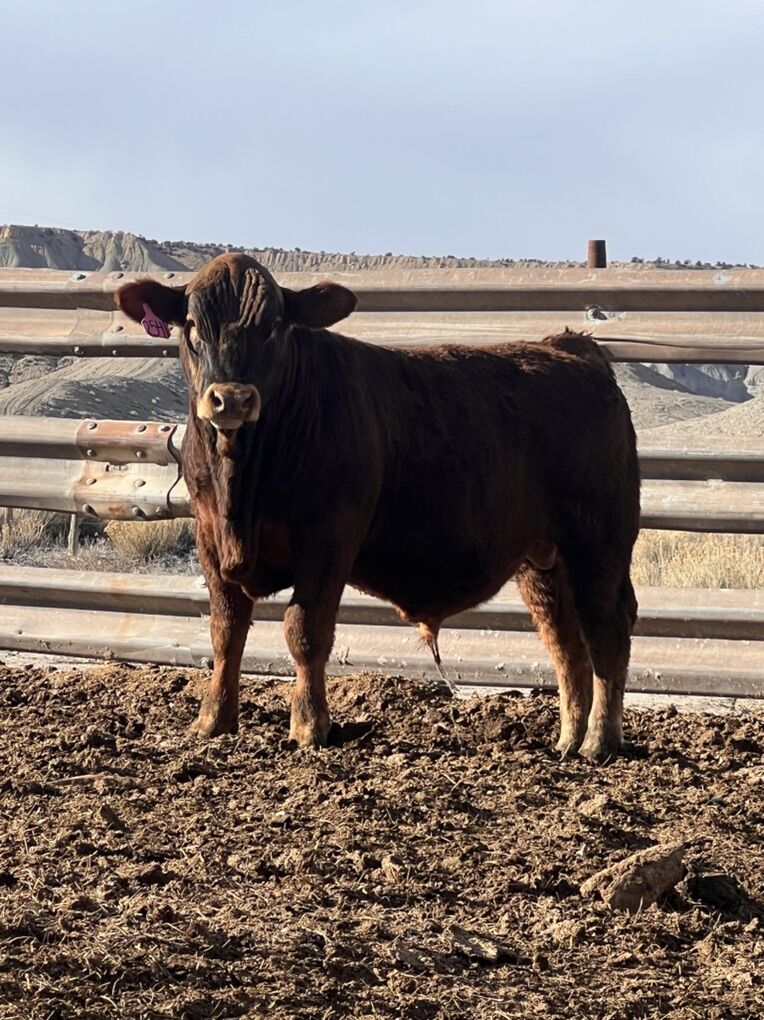 Yearling Bull for Sale!
