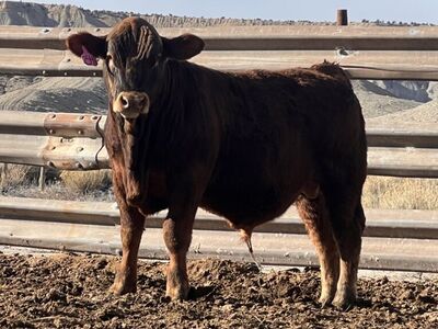 Yearling Bull for Sale!