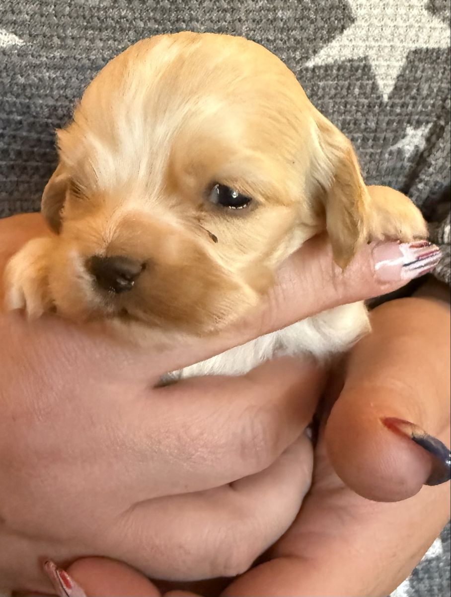 AKC COCKER SPANIEL JACKSON MALE