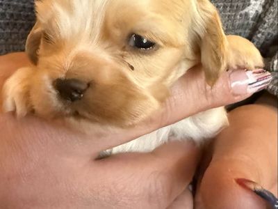 AKC COCKER SPANIEL JACKSON MALE