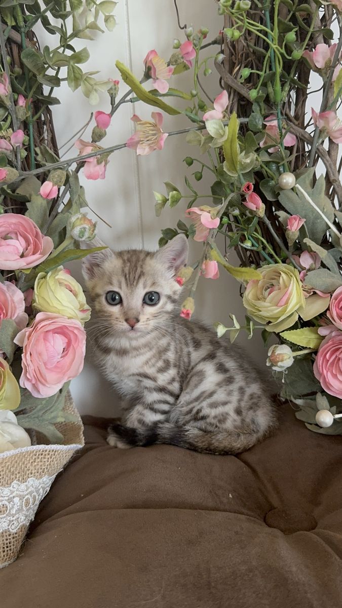 Darling *tiny* Silver Snow Rosette Bengal kitten
