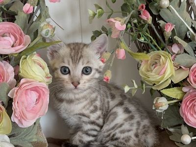 Darling *tiny* Silver Snow Rosette Bengal kitten