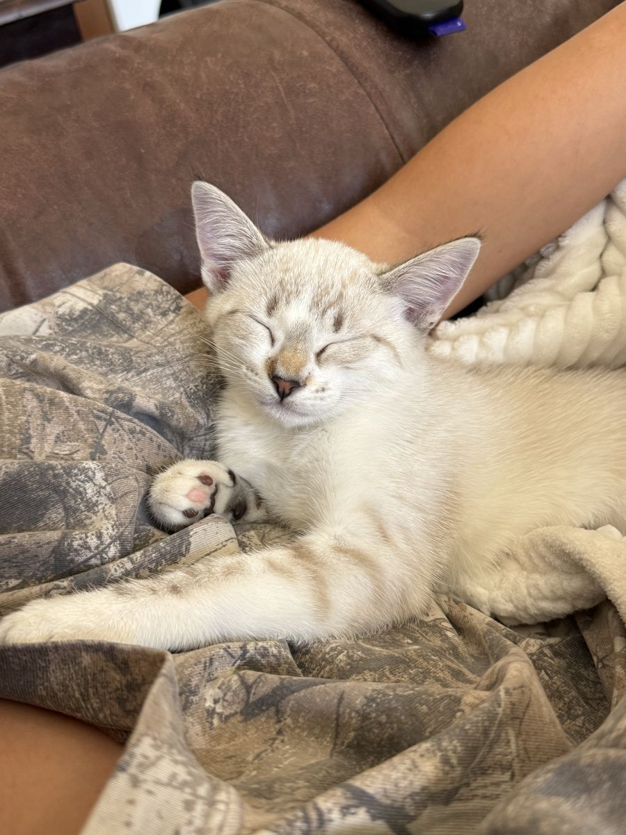 Kittens for Sale - Playful, Litter-Trained, and Ready for a Loving Home!