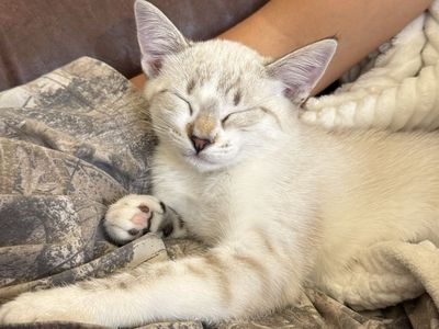 Kittens for Sale - Playful, Litter-Trained, and Ready for a Loving Home!