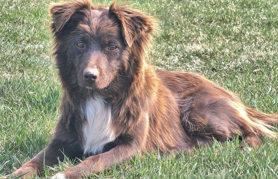 Sweet Australian Shepherd For Sale