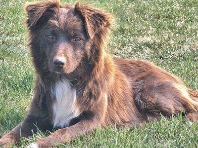 Sweet Australian Shepherd For Sale