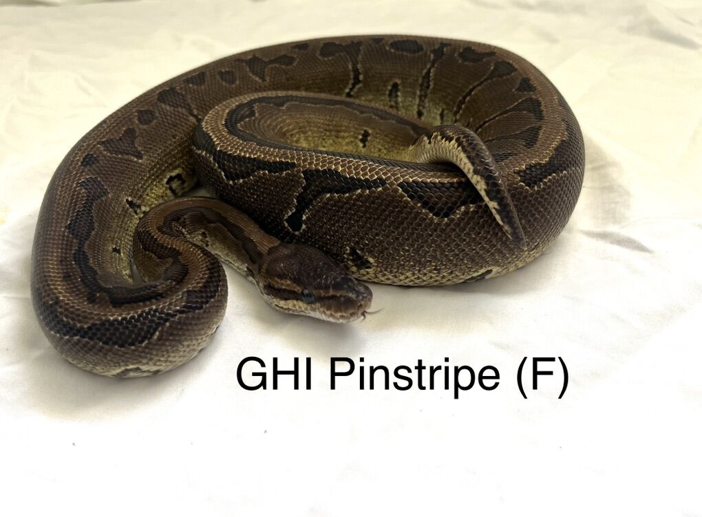 GHI Pinstripe Ball Python (Female)