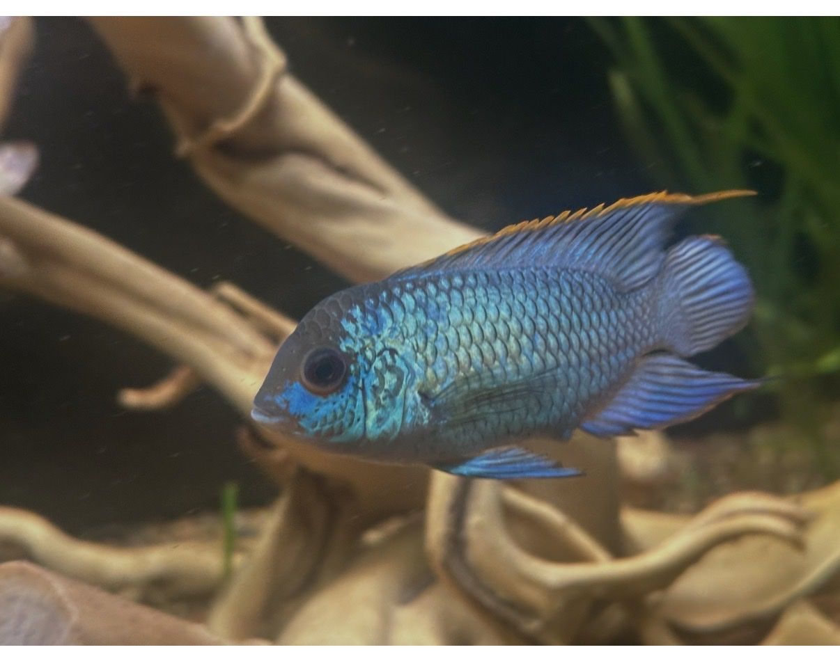 Electric Blue Acara