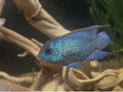 Electric Blue Acara