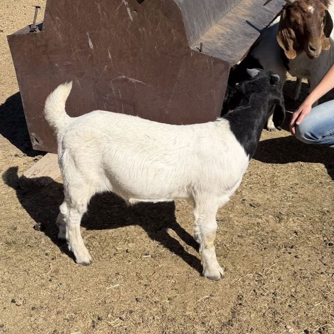 Full Boer Goat Bucklings
