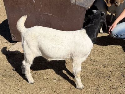 Full Boer Goat Bucklings
