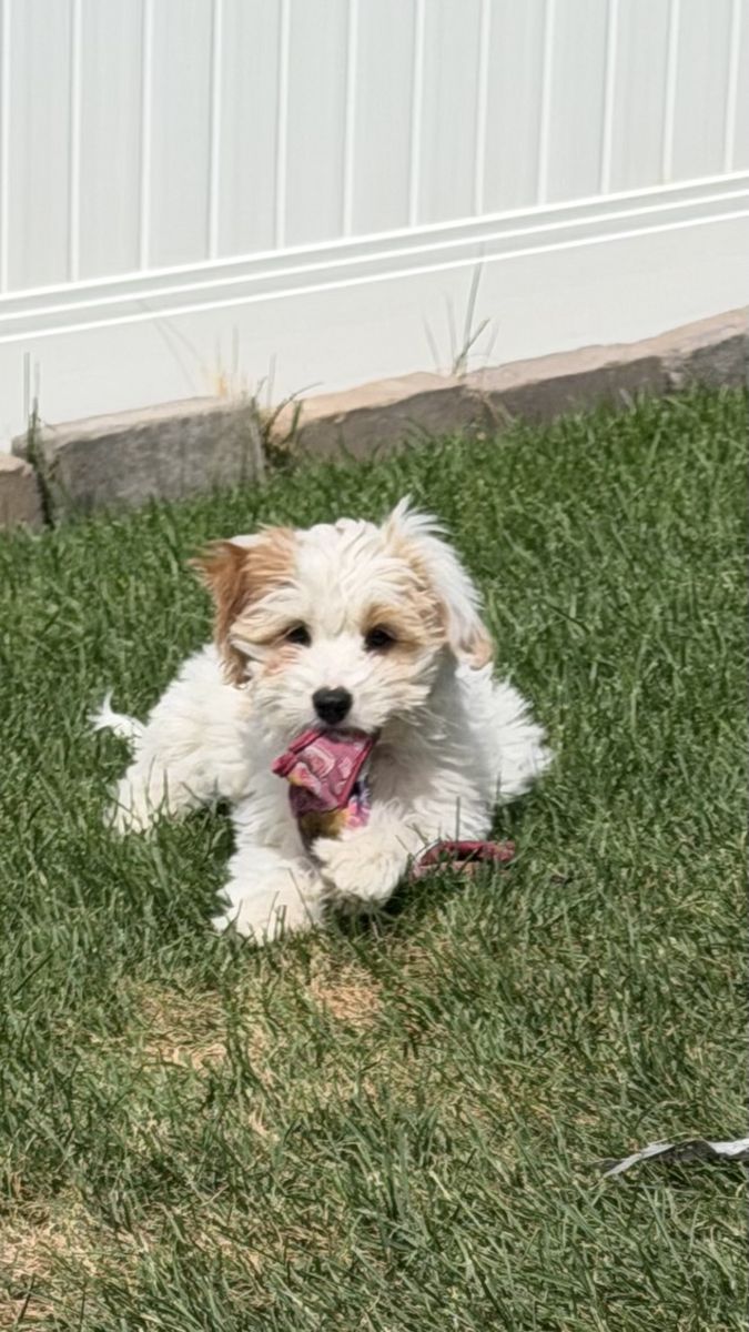 Trained tiny multigenerational mini Goldendoodle boy
