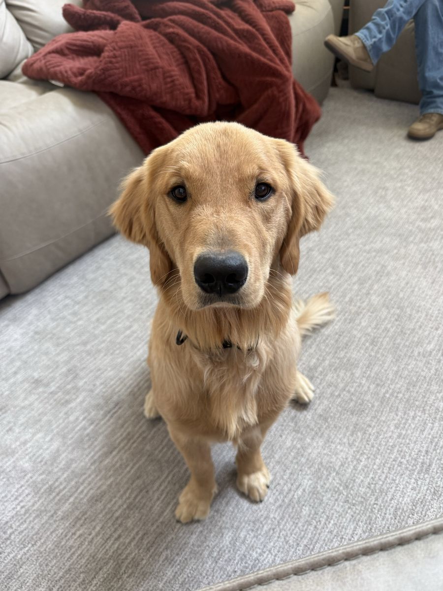 Health tested - golden retriever female 
