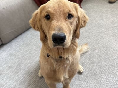 Health tested - golden retriever female