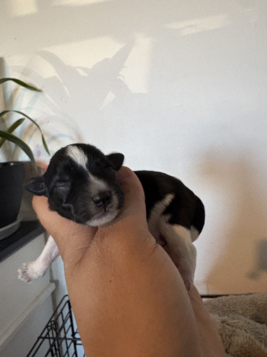 Toy schnauzer born June 15th
