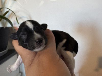Toy schnauzer born June 15th