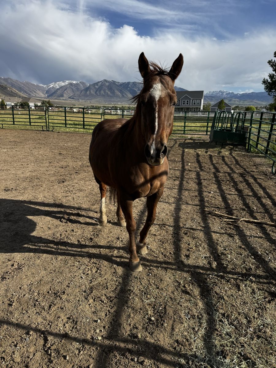 Mare horse