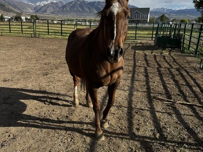 Mare horse