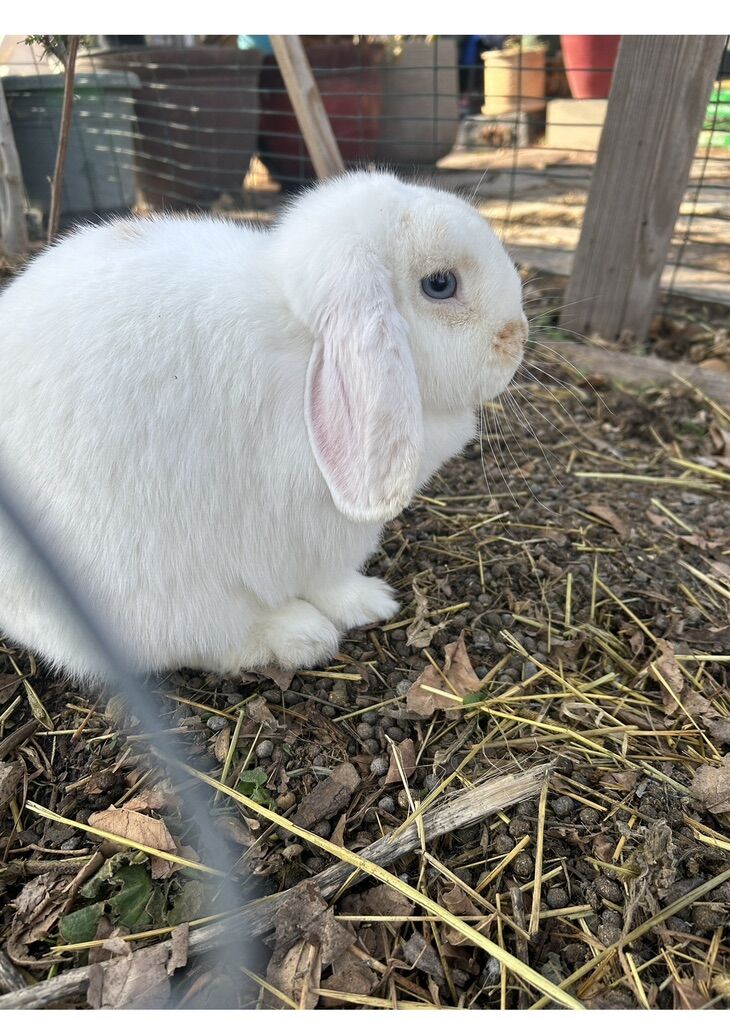 Proven Holland Lop Doe