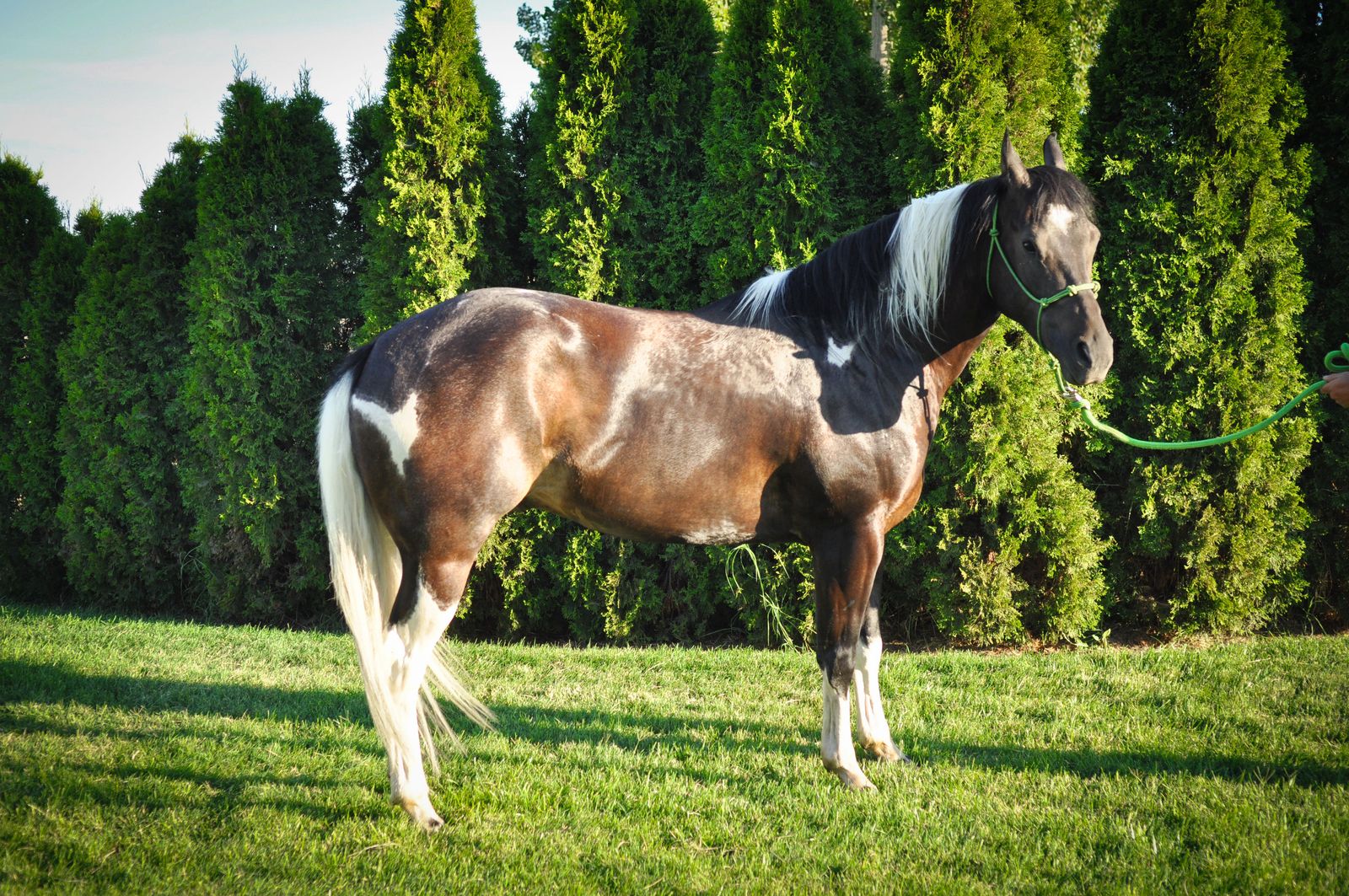 Arrow – 5-Year-Old Gelding with an Excellent Foundation