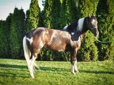 Arrow β 5-Year-Old Gelding with an Excellent Foundation
