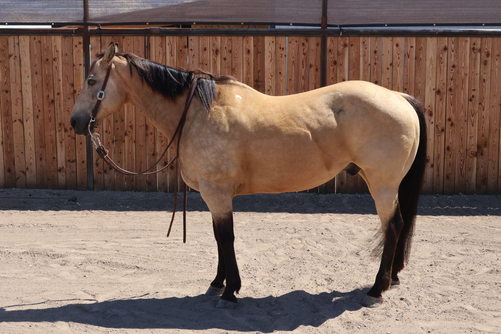 Beautiful buckskin gelding started in poles and barrels