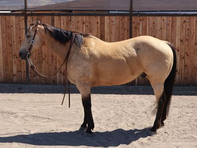 Beautiful buckskin gelding started in poles and barrels