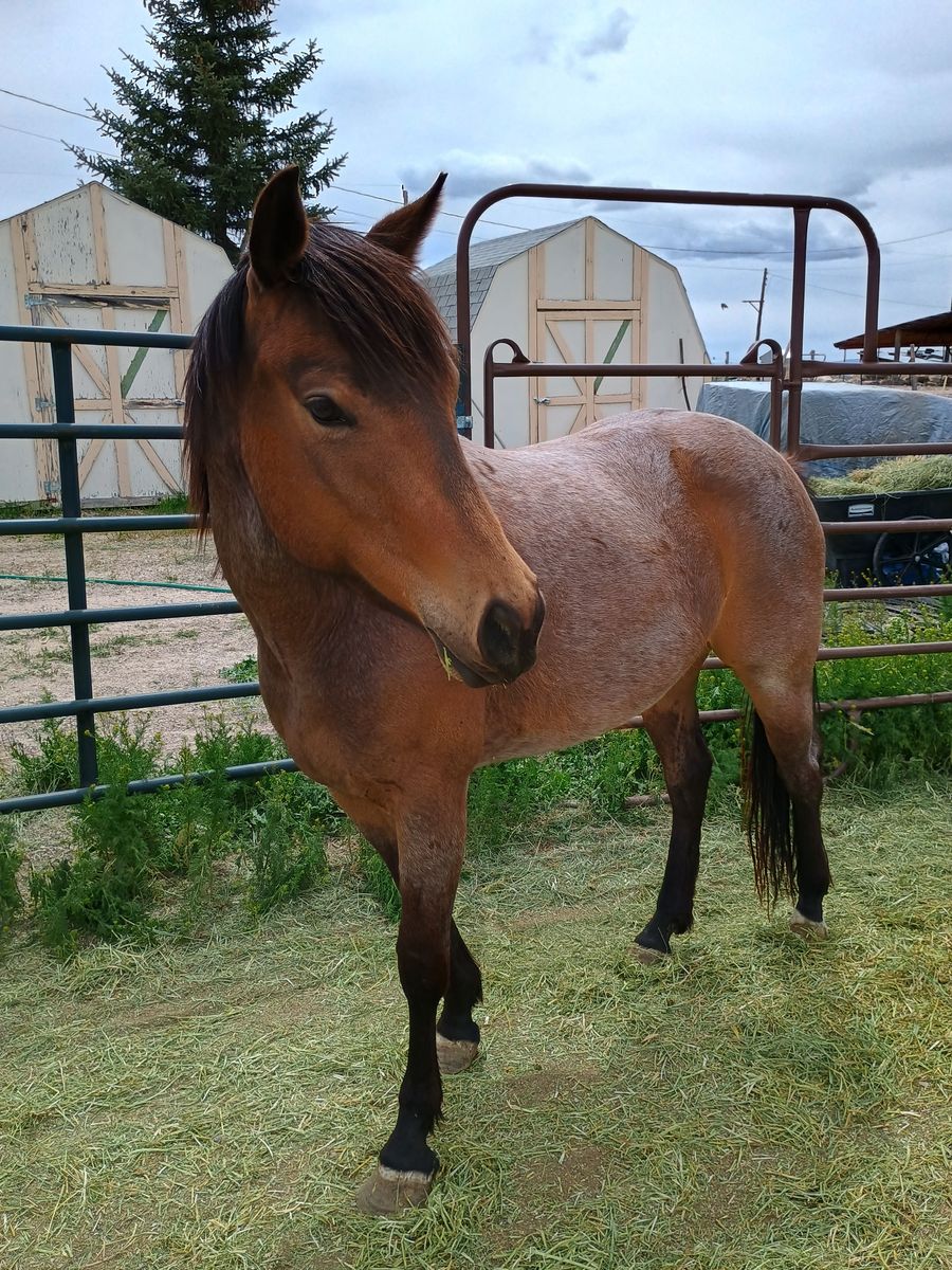 3 year old buckskin roan filly