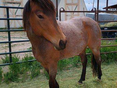 3 year old buckskin roan filly