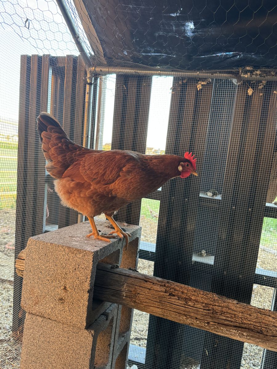 6 Mo. Whiting True Green Hen