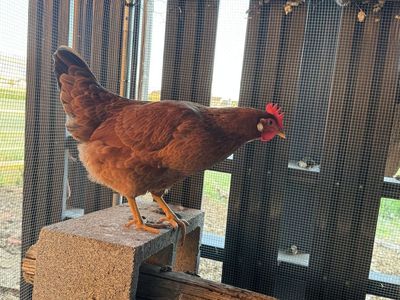 6 Mo. Whiting True Green Hen