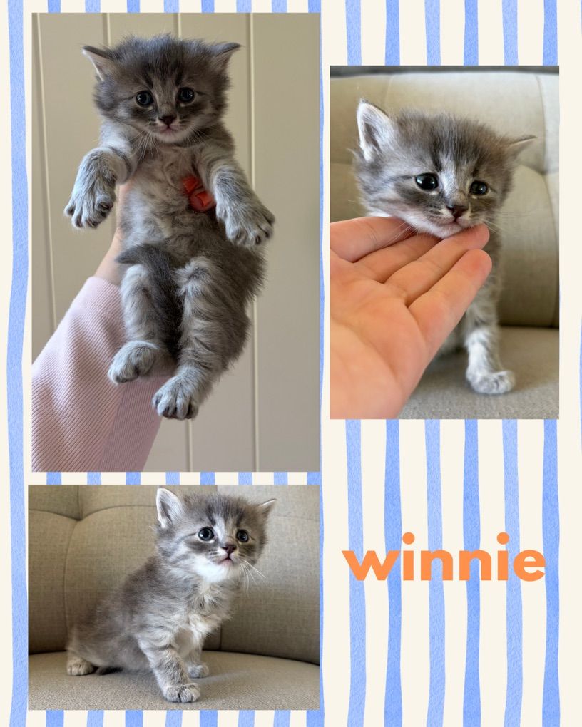 Kittens