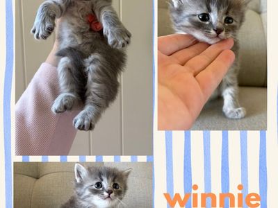 Kittens