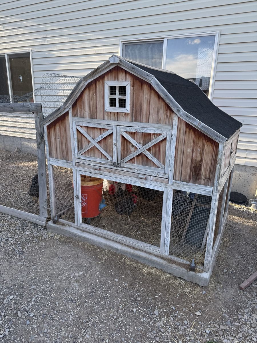 Chickens And Hen House